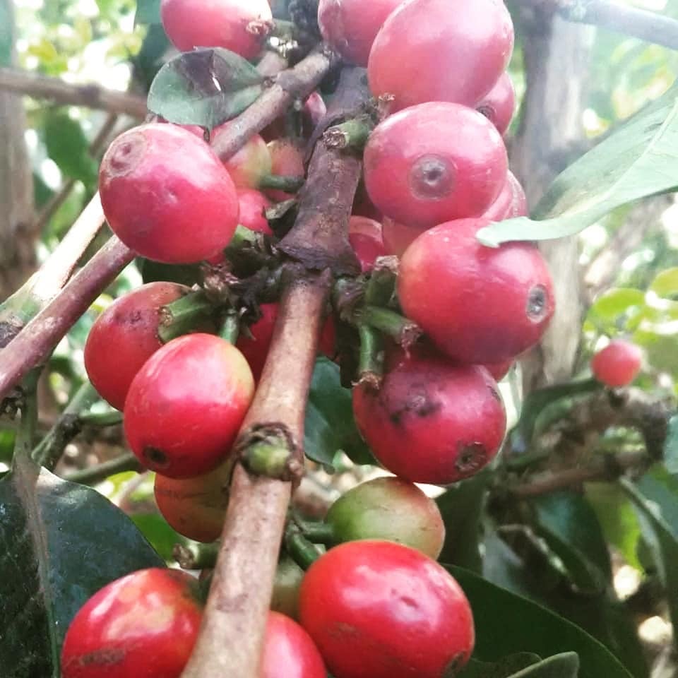 Peru