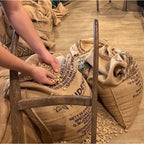 Rohkaffeelager mit Kaffeesäcken und Händen die die Bohnen prüfen