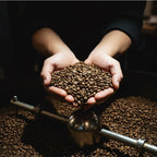 Hände präsentieren frisch geröstete Kaffeebohnen