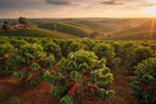 Brasil Yellow Bourbon